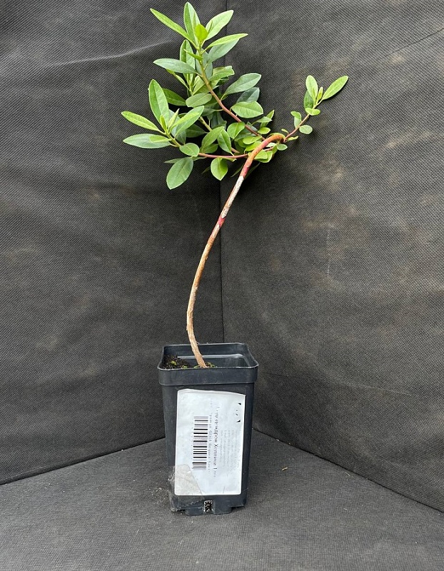 Рододендрон Хеллики 1 шт Р9