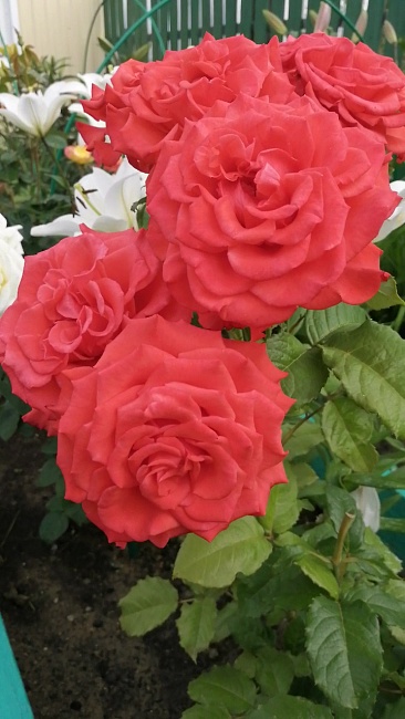 Роза чайно-гибридная Эль Торо