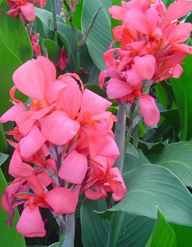 Канна Пинк Бьюти 1 шт.