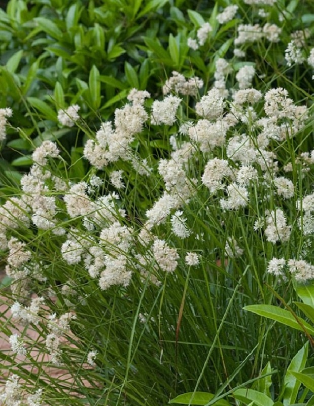 Ожика снежно-белая Люциус ASF 1 шт Р9