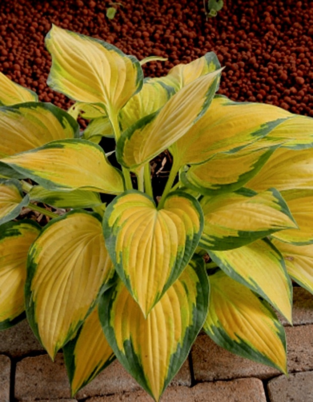 Хоста Оранж Мармелад