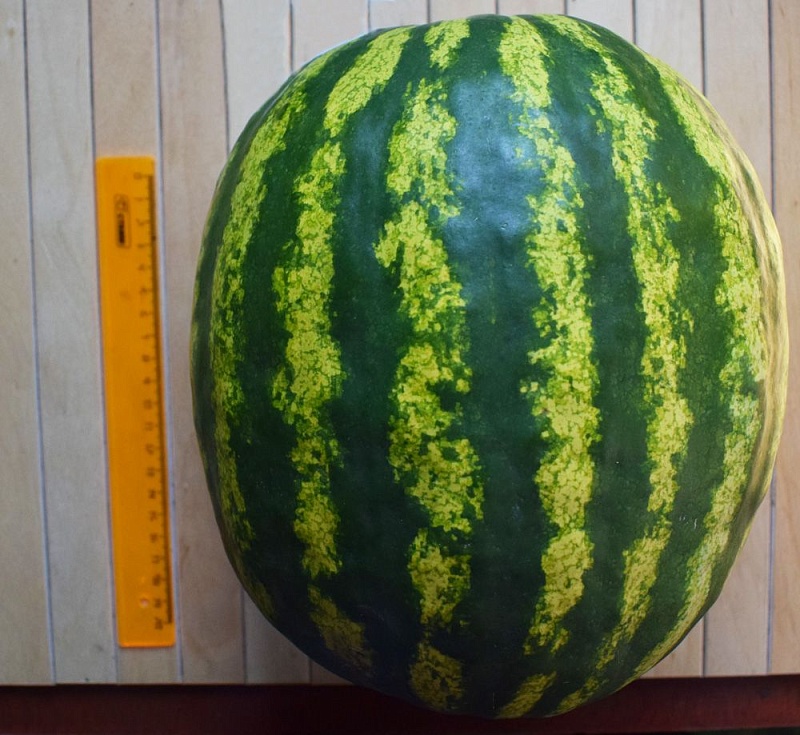 Арбуз Лапландия F1 (Сибирская серия) цв.п. 3 шт