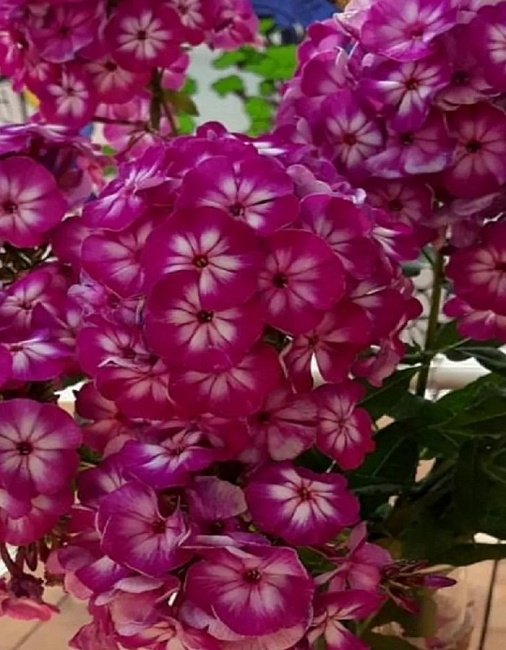 Флокс Модерн Арт 