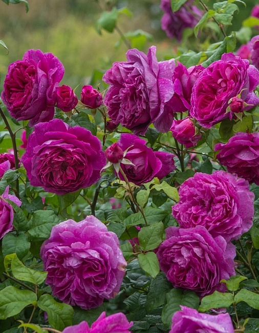 Роза кустовая Янг Люсидас