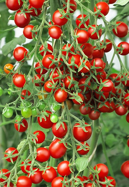 Томат Сладкая семейка (черри)(Селекция "ВХ") F1 0,05 гр цв.п