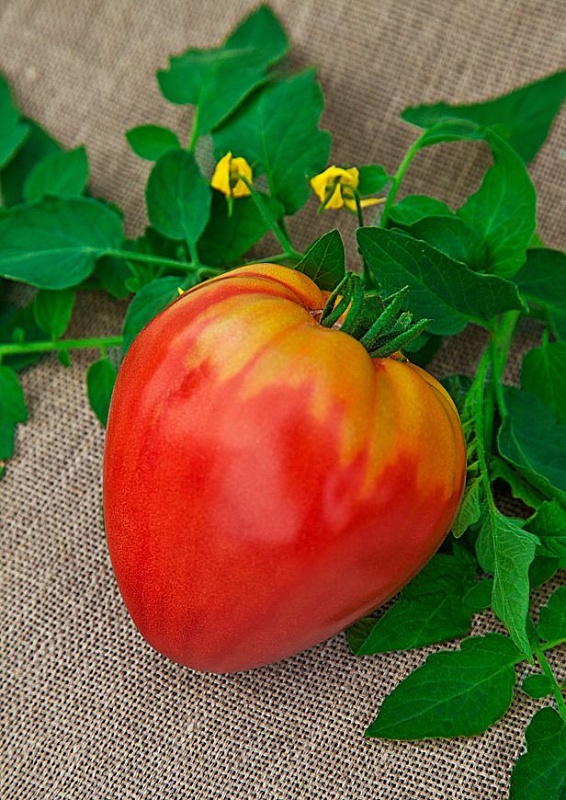 Томат Буденовка 0,05 гр цв.п