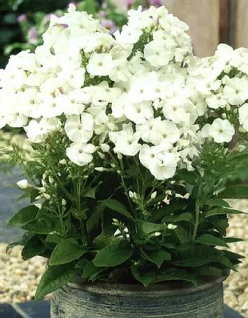 Флокс Пина Колада 