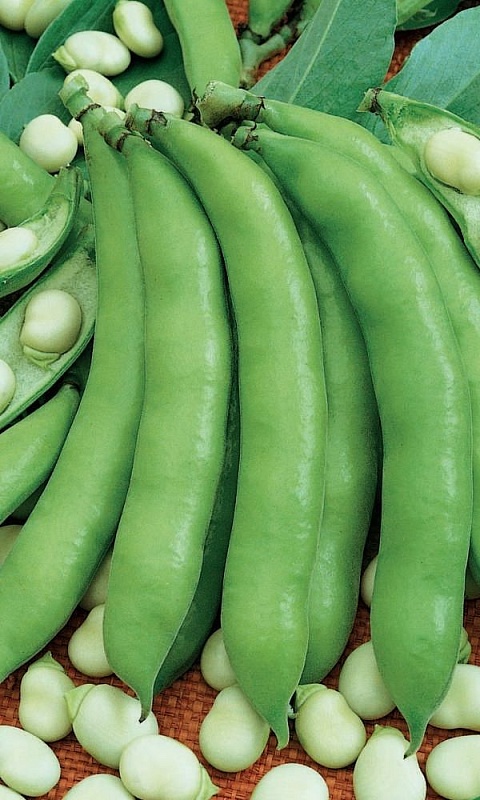 Бобы Сахарные Уста цв.п. (УД) 6 шт.