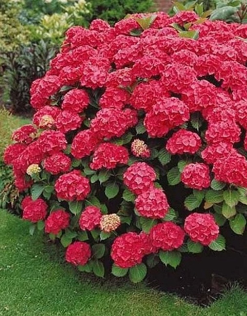 Гортензия крупнолистная Форевер энд эвер Ред ASF 1 шт Р9