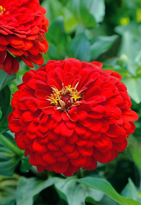 Цинния Алое пламя 0,5 гр