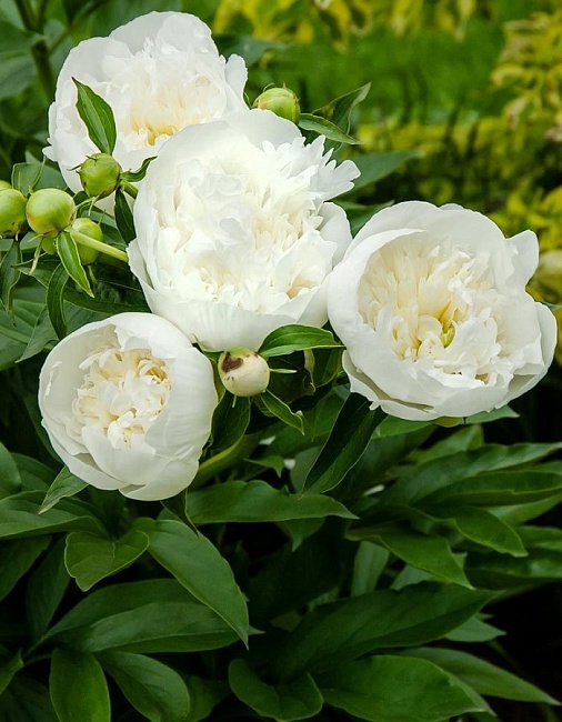 Пион травянистый Дюшес де Немур 