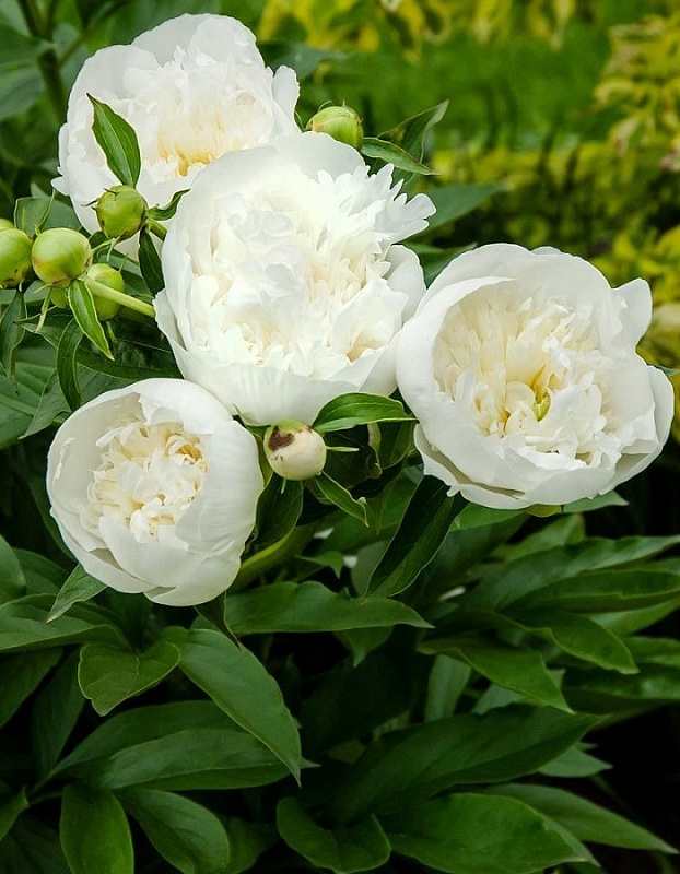 Пион травянистый Дюшес де Немур 