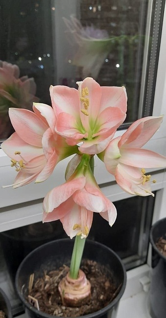 Амариллис Эппл Блоссом 1 шт С2