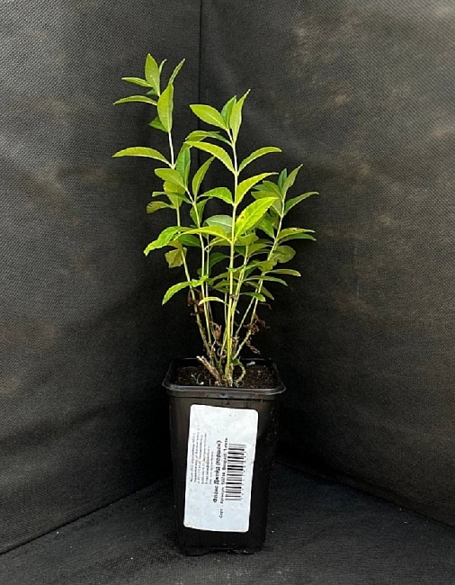 Флокс Джейд