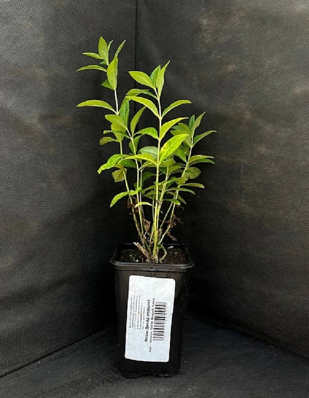 Флокс Джейд