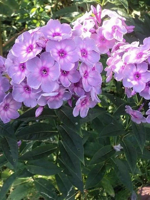 Флокс Рейнбоу Дансер 