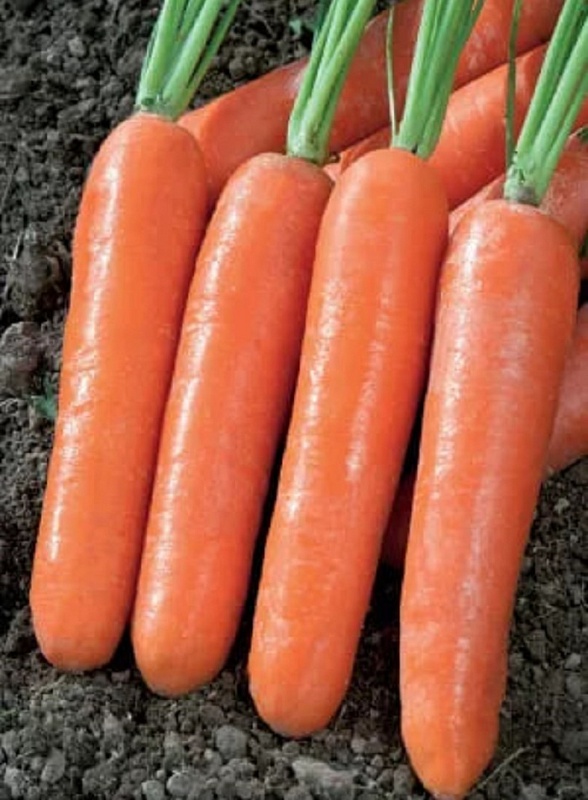 Морковь Новый Герман F1 (УД) 1 гр цв.п.