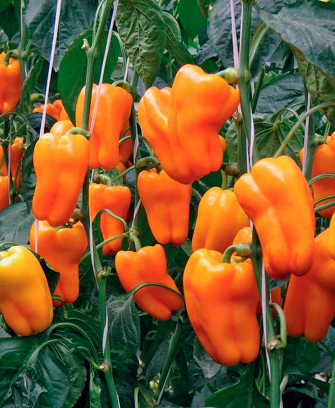 Перец сладкий Драйв F1 - гигантские плоды (УД) 12 шт. цв.п.