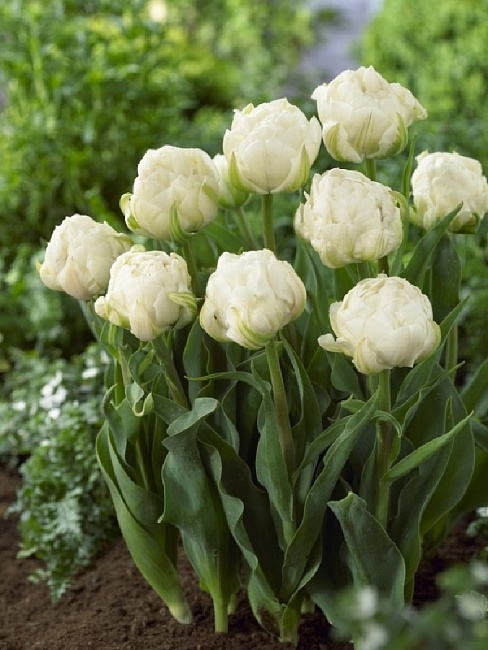 Тюльпан Ап Вайт 1 уп. (3шт.) 