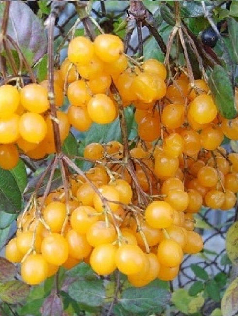 Калина Ксантокарпум