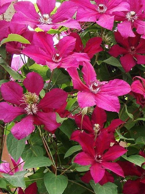 Клематис Кардинал Вышинский 1 шт Р9