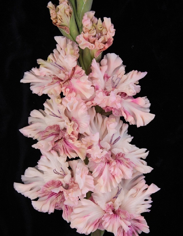 Гладиолус Тот самый Мюнхаузен 1 шт.