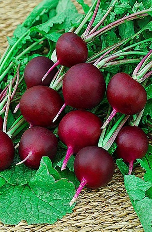 Редис Фиолетовая королева (Селекция "ВХ") 3 гр цв.п.