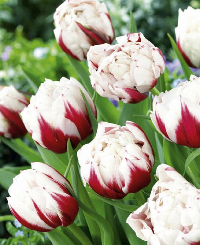 Тюльпан Горизонт 1 уп. (5 шт.) 