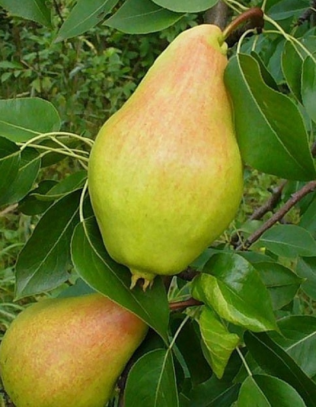 Груша Заметная 1шт 