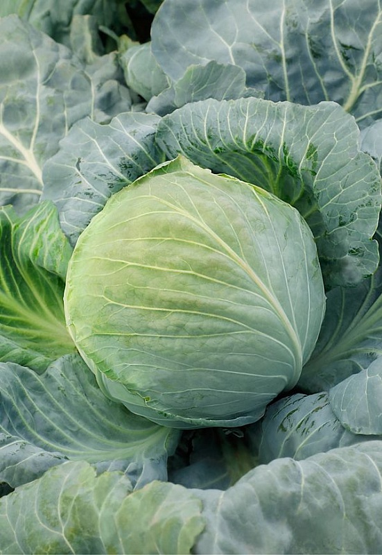 Капуста белокочанная Московская поздняя 15 1 гр б.п.