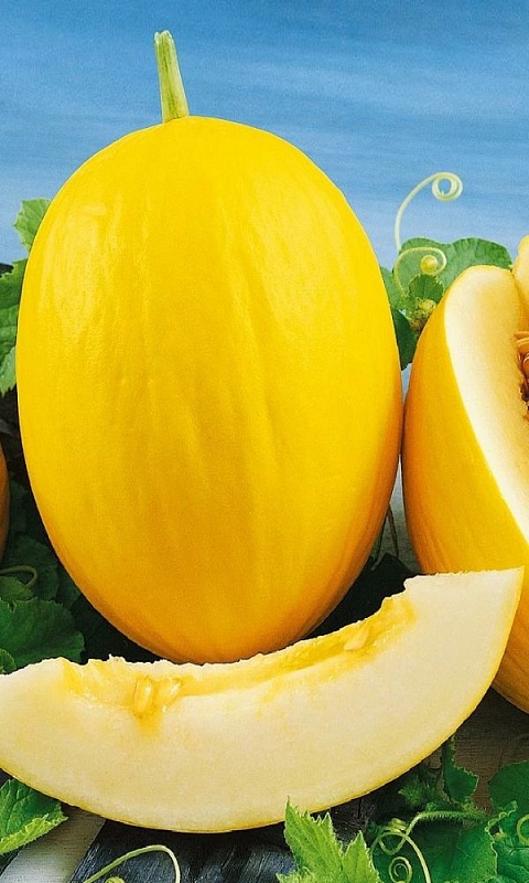 Дыня Оригинальная (УД) 10 шт цв.п.