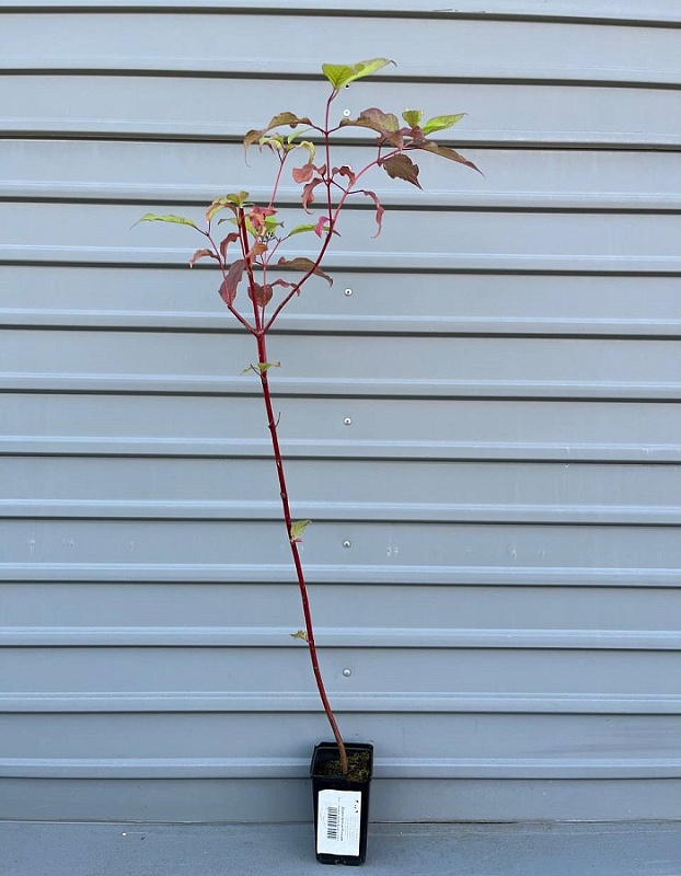 Дерен белый Регнзам 1шт Р9