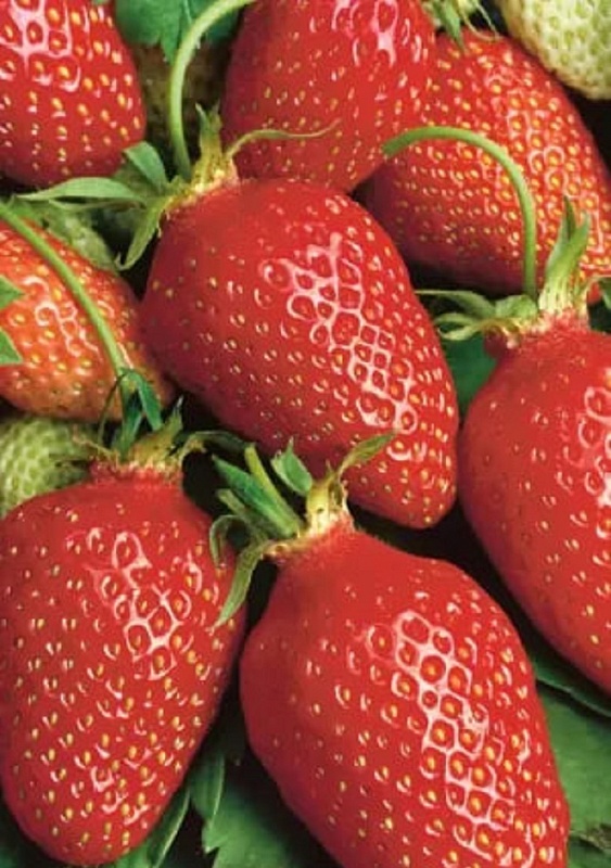 Земляника Чудо чудное - ремонтантная (УД) 10 шт