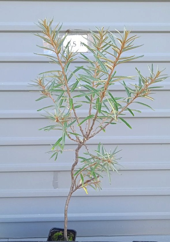 Облепиха Нижегородская 1 шт