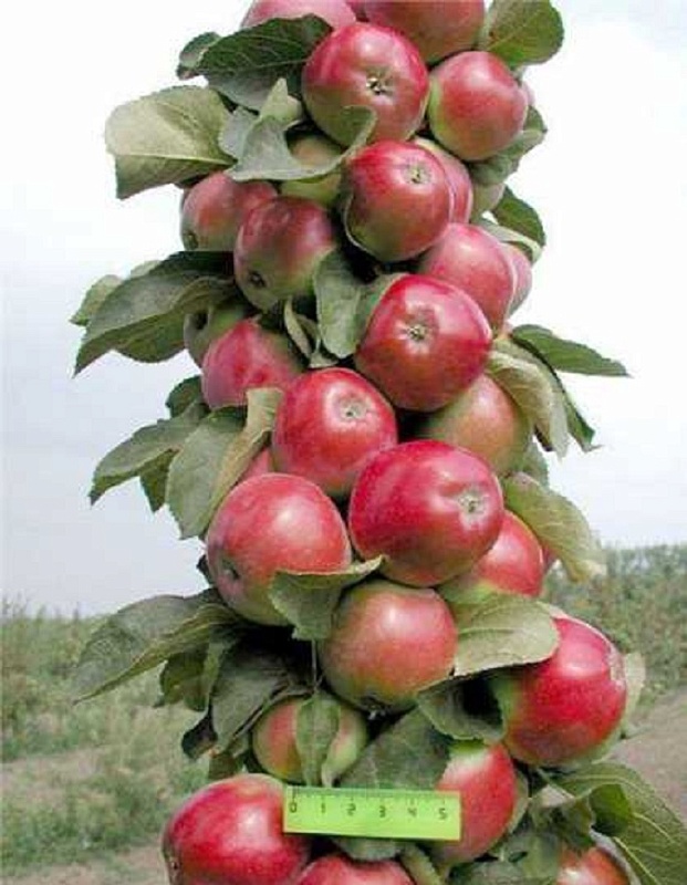 Яблоня колонновидная Червонец