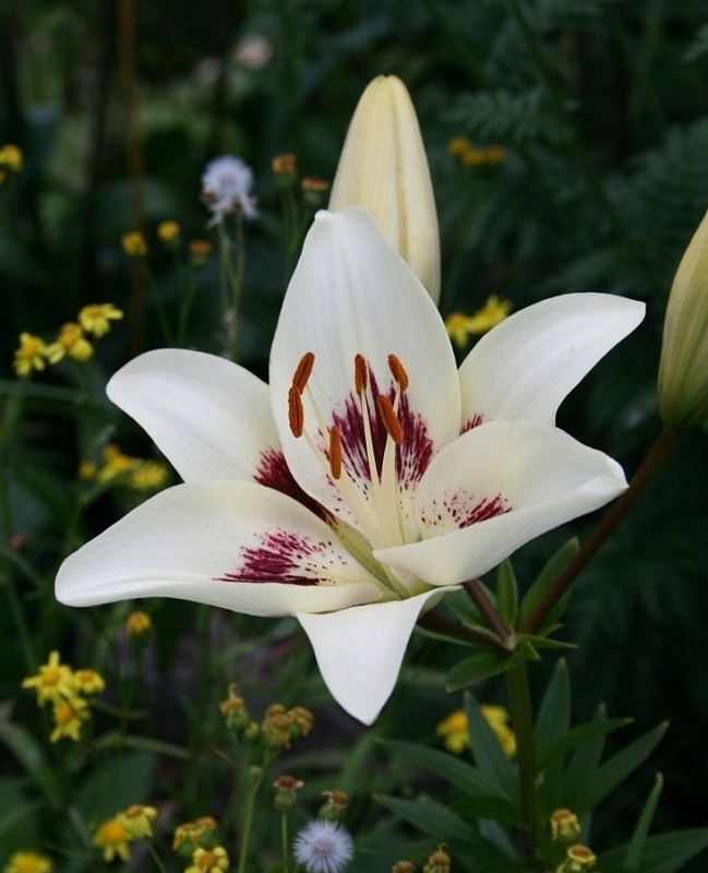 Лилия Центерфолд 