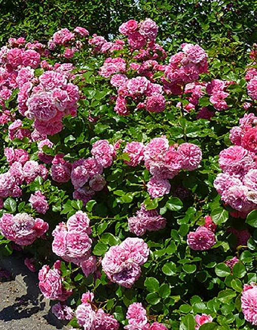 Роза фарниенте Ле Катр Сезон