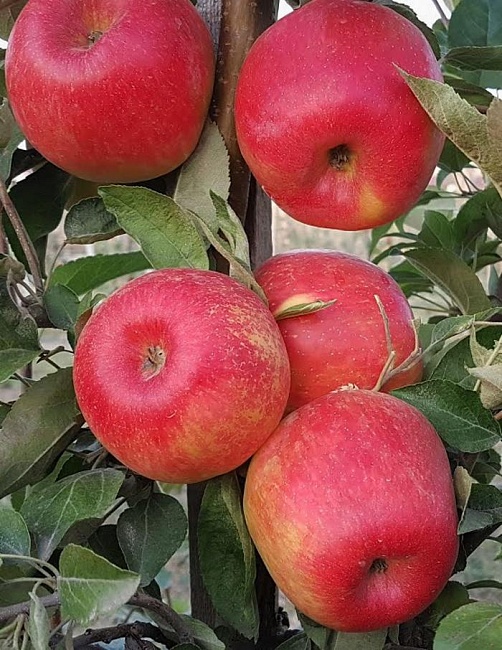 Яблоня Хоней Крисп