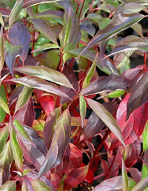 Дерен белый Ред Гном 1 шт Р9