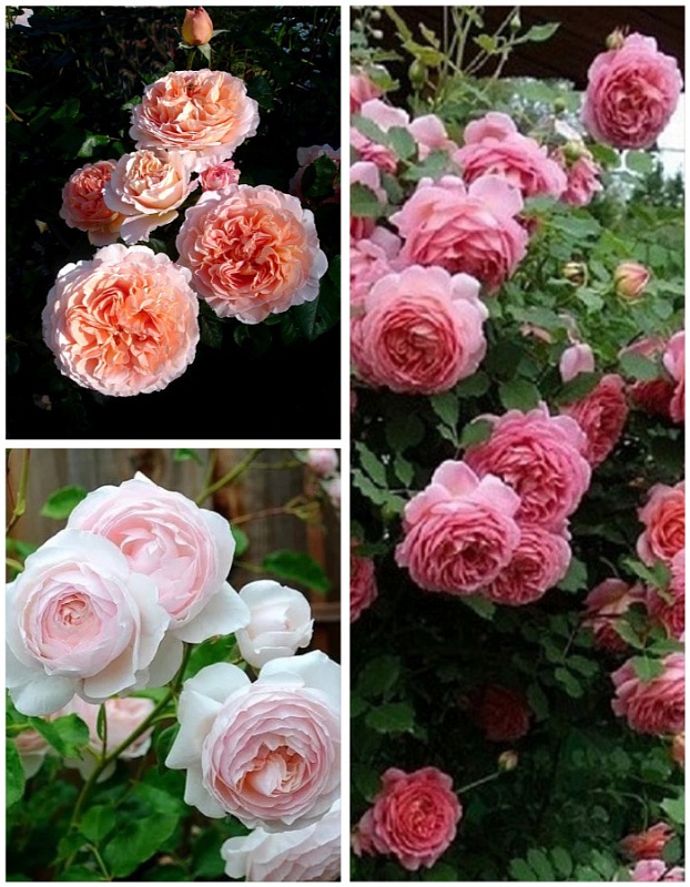 Набор роз "Ароматный" 3 саженца