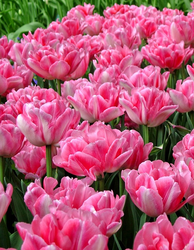 Тюльпан Фокстрот 1 уп. (3шт.) 