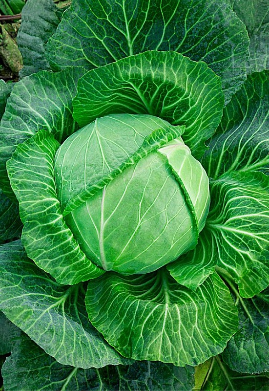 Капуста белокочанная Подарок 1 гр цв.п.