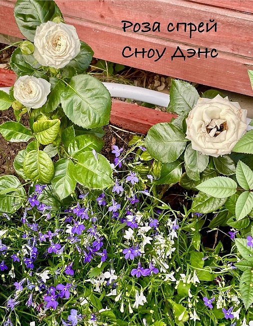 Роза спрей Сноу Денс1 шт 