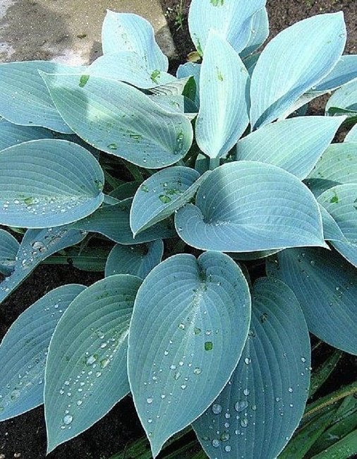 Хоста Канадиан Блю