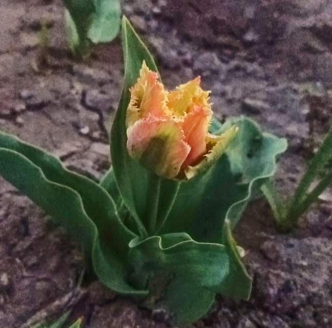 Тюльпан Эсприт 1 уп. (3шт.)