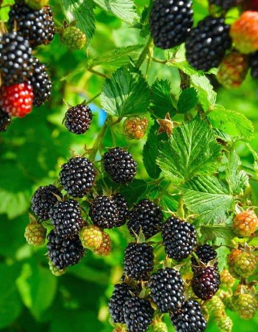 Ежевика Хелен 