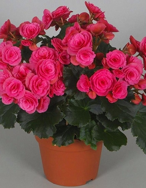 Бегония махровая Розовая 