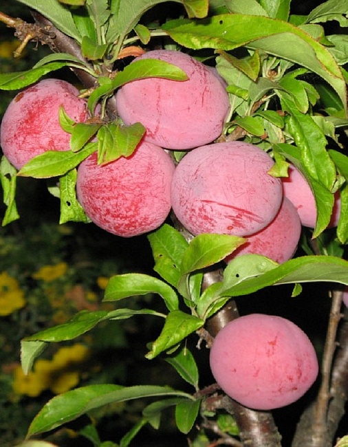 Слива Ксения (3 года) 1 шт 