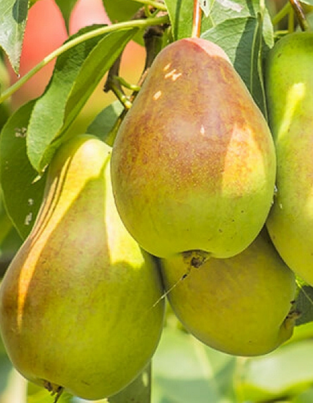 Груша Краснобокая