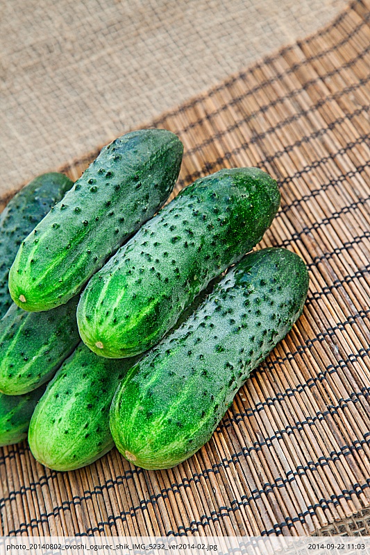 Огурец Шик F1 0,2 гр цв.п.